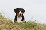 GRAND BOUVIER SUISSE 086